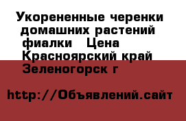 Укорененные черенки домашних растений, фиалки › Цена ­ 100 - Красноярский край, Зеленогорск г.  »    